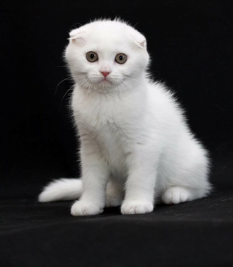 Скоттиш фолд колор Пойнт