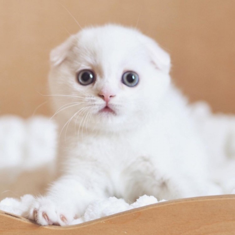 Купить белого шотландского вислоухого котёнка в Москве