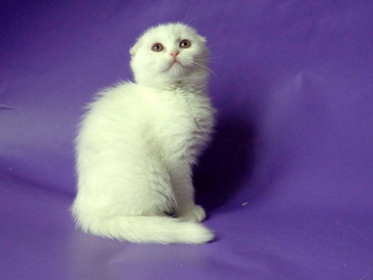 Шотландская вислоухая кошка белая