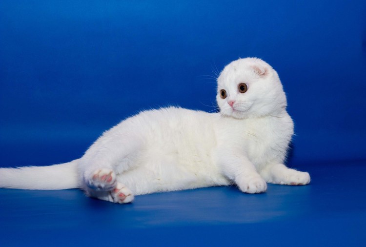 Шотландский вислоухий кот белый
