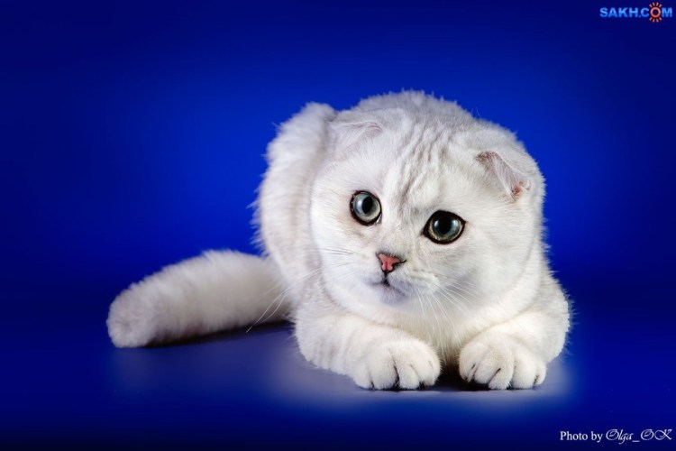 Шотландская вислоухая кошка