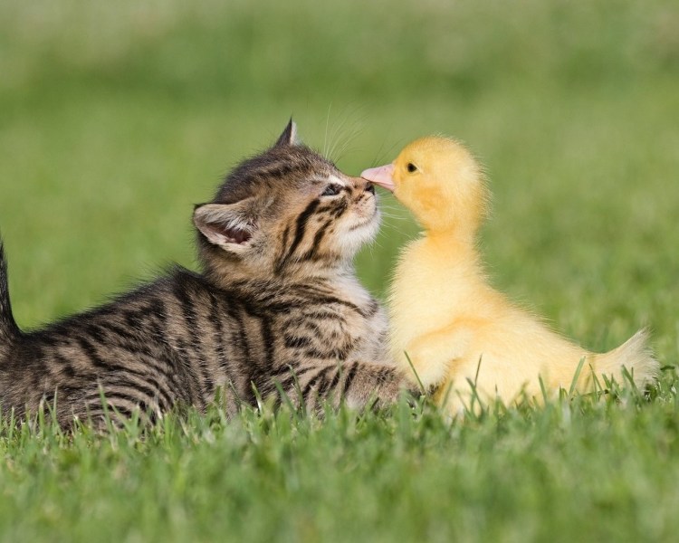 Котенок и утенок