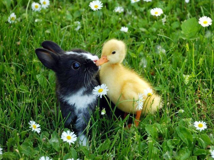 Котенок и цыпленок