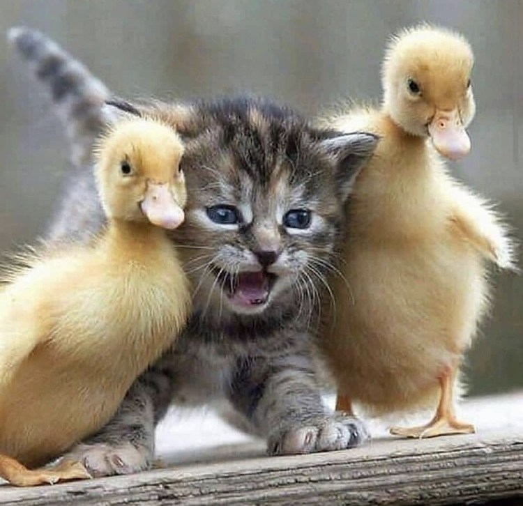 Милые зверята