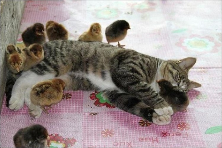 Домашние питомцы