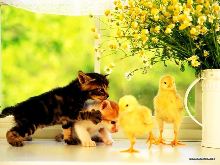 Котенок и утенок
