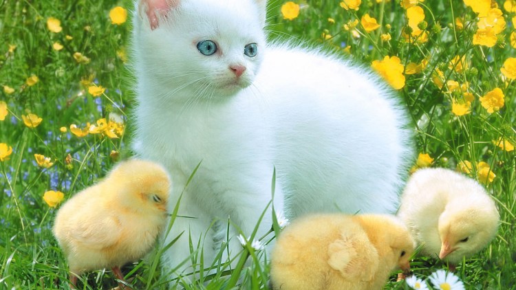 Котенок и цыпленок