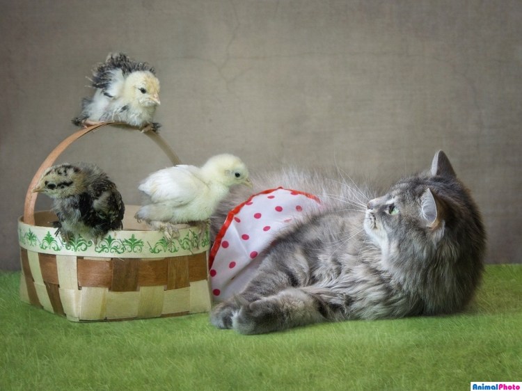 Милые цыплята и котята