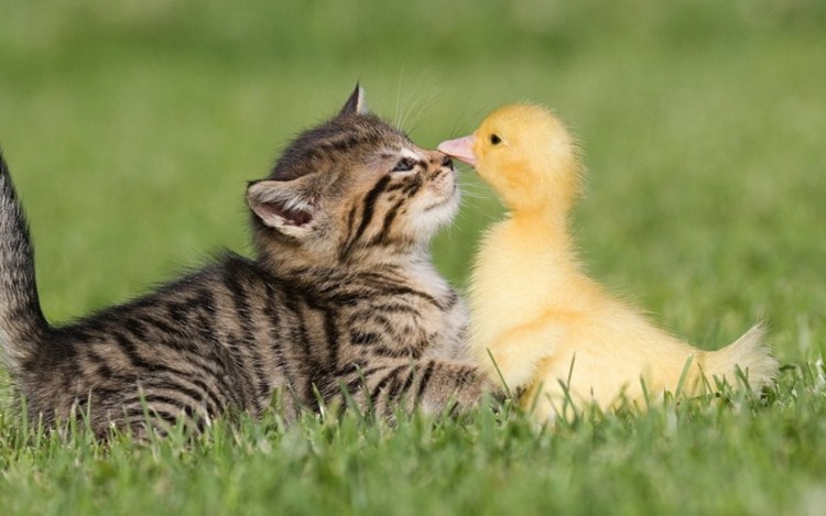 Котенок и цыпленок