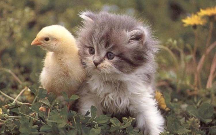 Котики с цыплятами