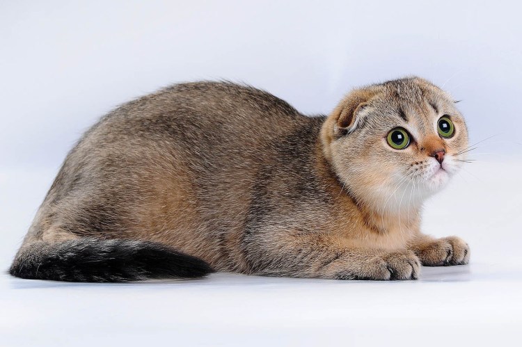 Золотистая тикированная шиншилла