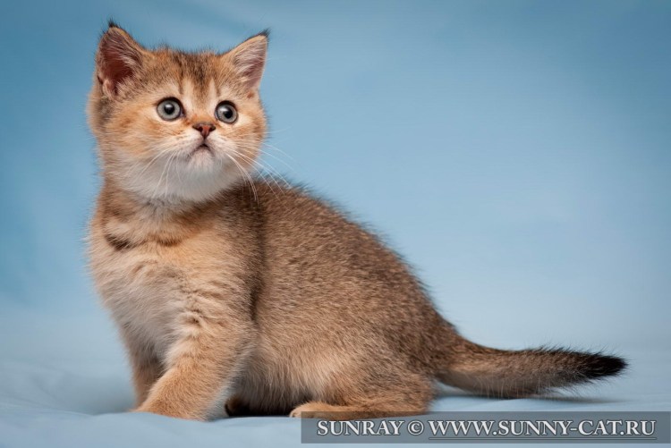 Шотландская вислоухая кошка тикированный золотой