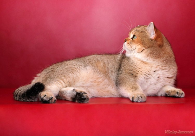 Шотландская вислоухая кошка тикированный золотой