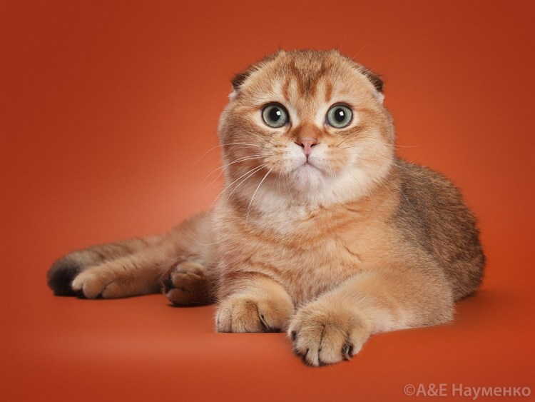 Золотая тикированная Шотландская кошка