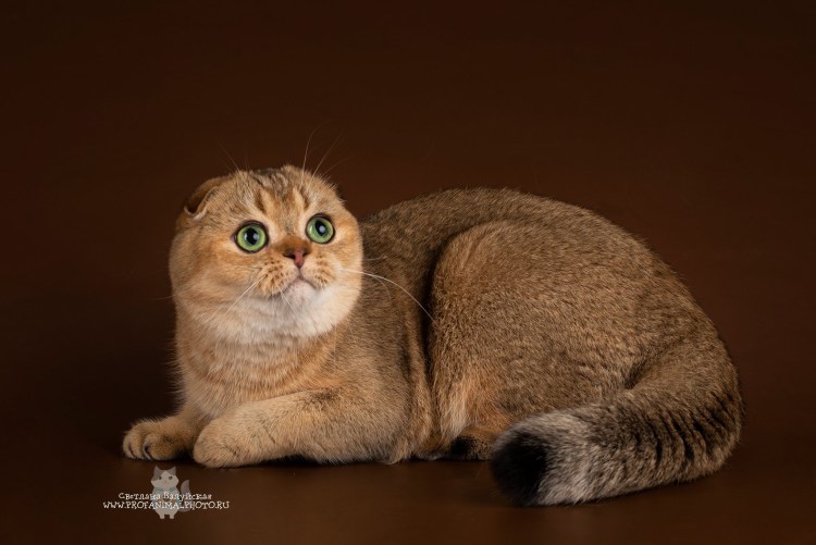 Шотландская Золотая тикированная шиншилла