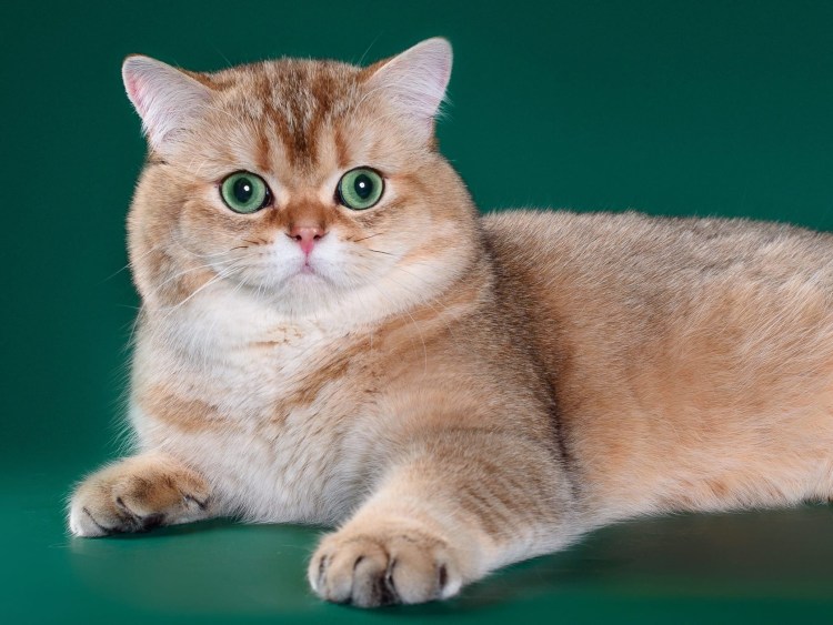 Шотландская Золотая тикированная шиншилла