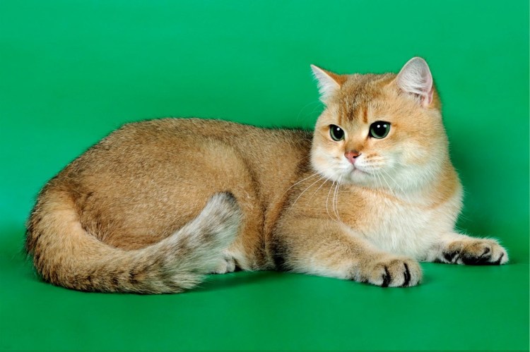 Золотистая тикированная шиншилла Шотландская