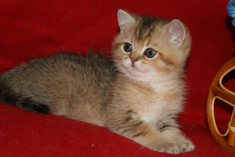 Тиккированный табби