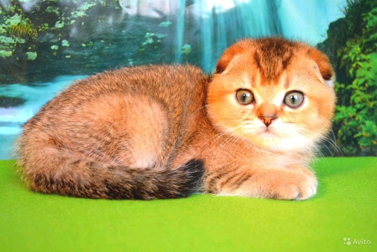 Тикированная Золотая шиншилла Британская вислоухие