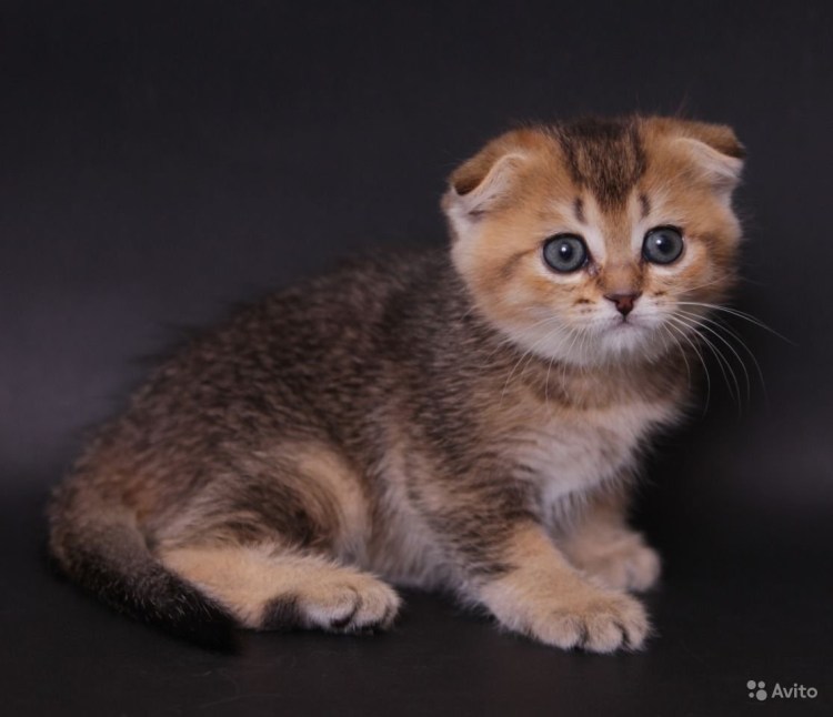 Британская шиншилла Золотая тикированная