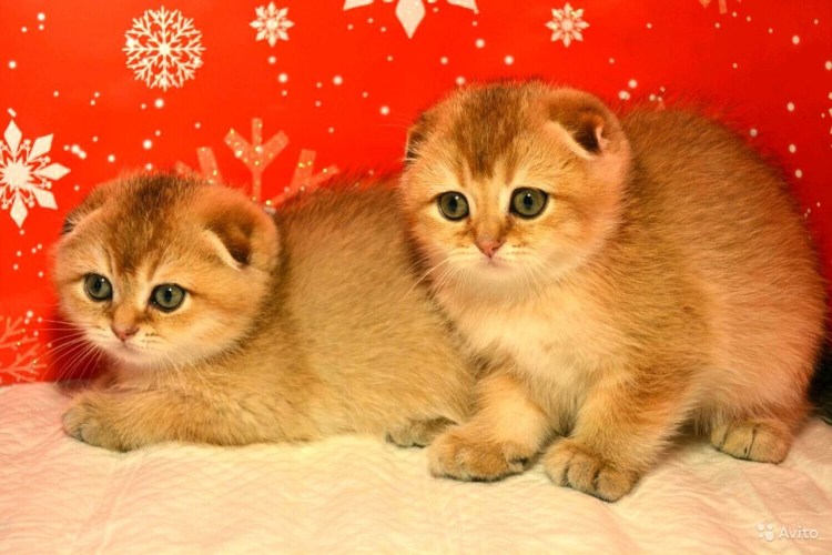 Шотландская вислоухая кошка Золотая тикированная