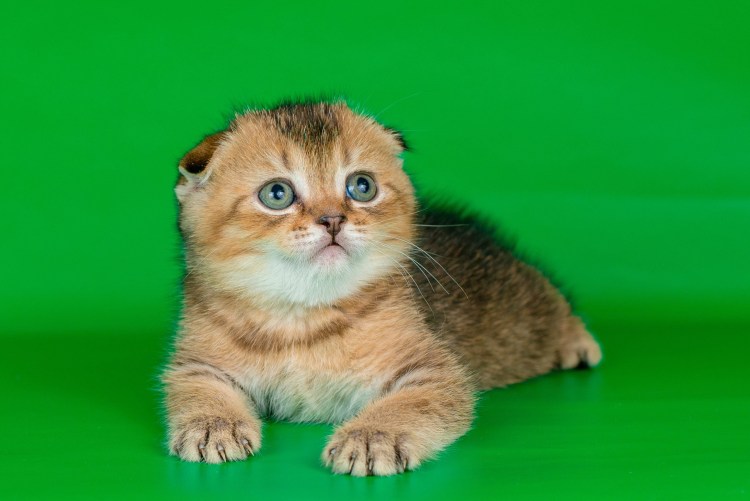 Шотландская тикированная шиншилла