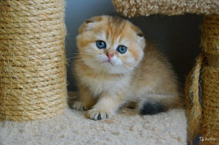 Шотландский страйт золотой тикированный