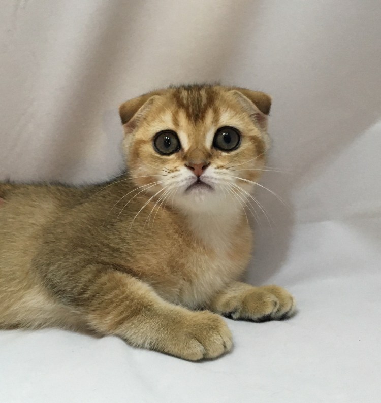 Шотландская золотистая шиншилла