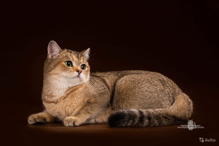 Манчкин Золотая шиншилла вислоухий