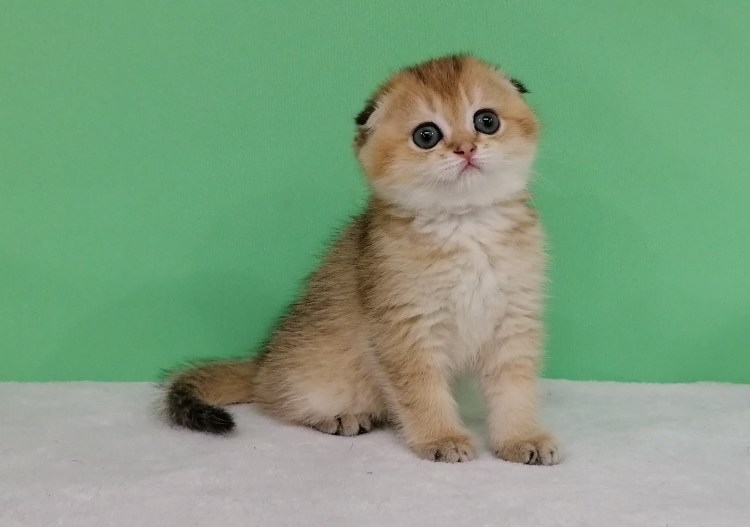 Шотландская вислоухая кошка тикированный золотой