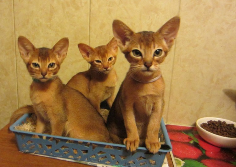 Корниш бенгал