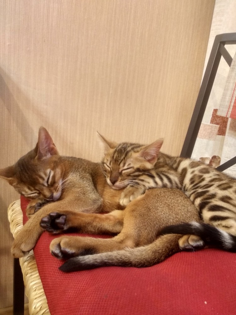 Бенгальский абиссинец