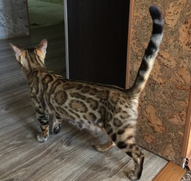 Бенгальский абиссинец