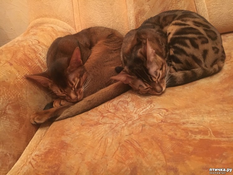Абиссинская кошка питомники в Москве