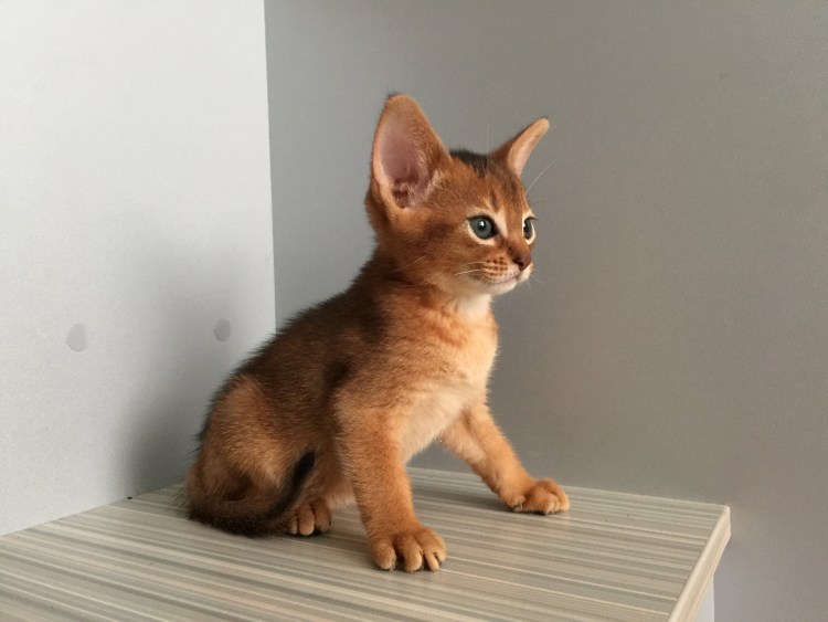 Абиссинец и бенгал метис