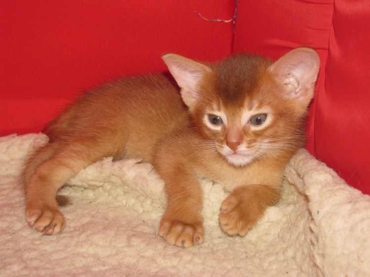 Абиссинец и бенгал метис