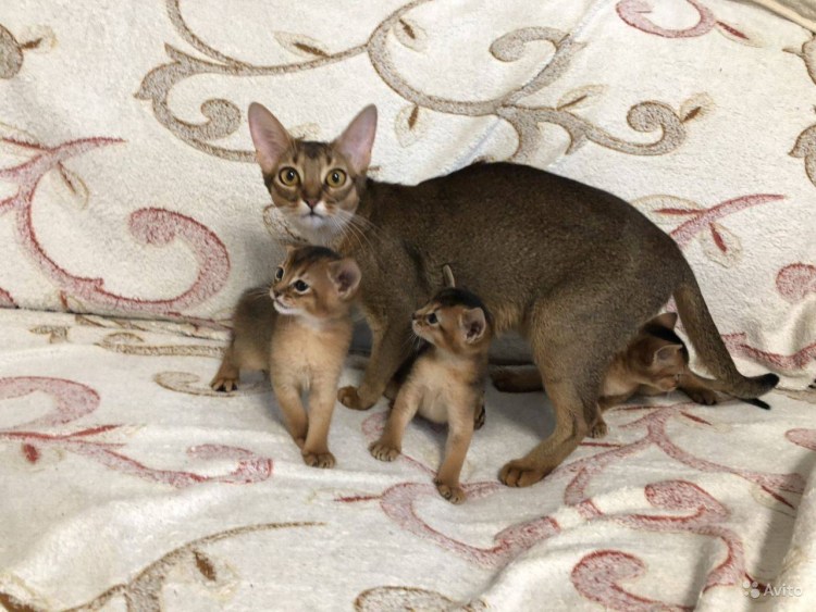 Бенгальская кошка a1