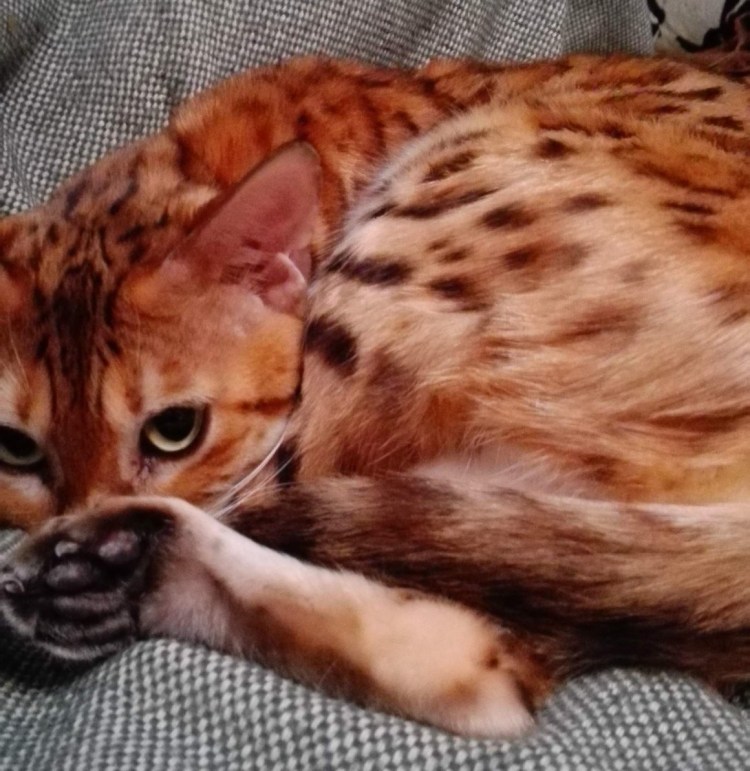 Абиссинец и бенгал метис