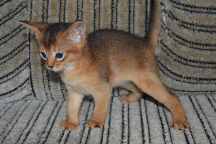 Метис Абиссинской кошки