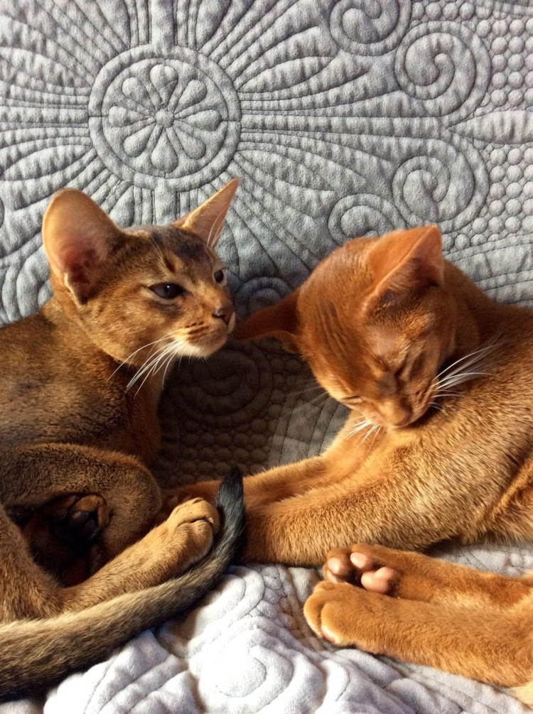 Смесь бенгалов