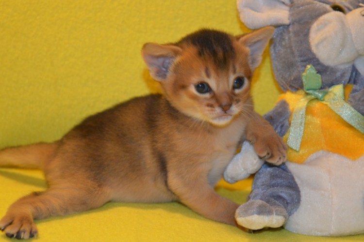 Метис бенгала и абиссинца