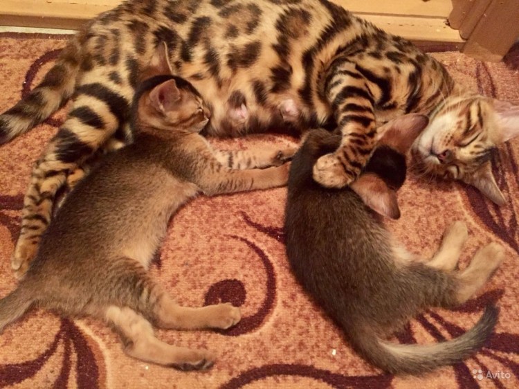 Абиссинец бенгал смесь