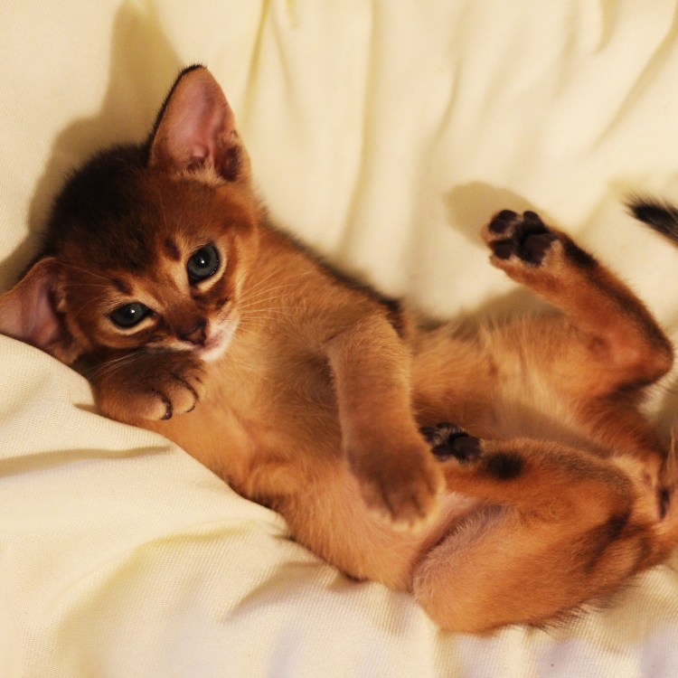 Метис Абиссинской и бенгальской