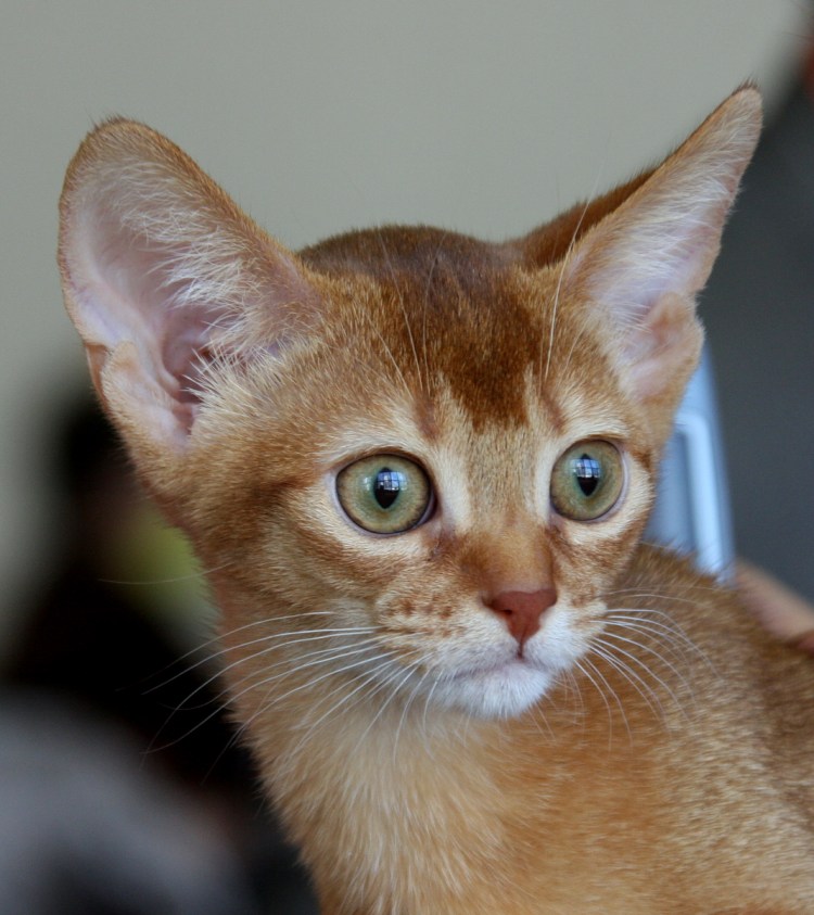 Бенгальский абиссинец