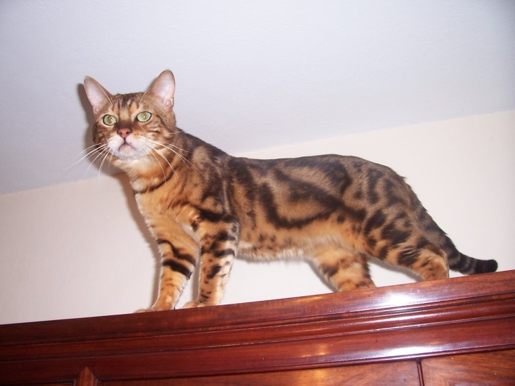 Метис Абиссинской кошки