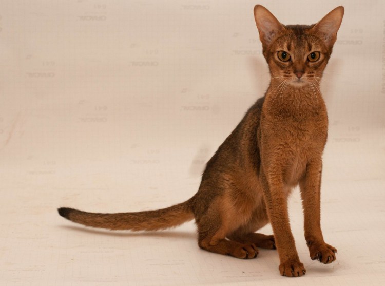 Шиншилла Абиссинская