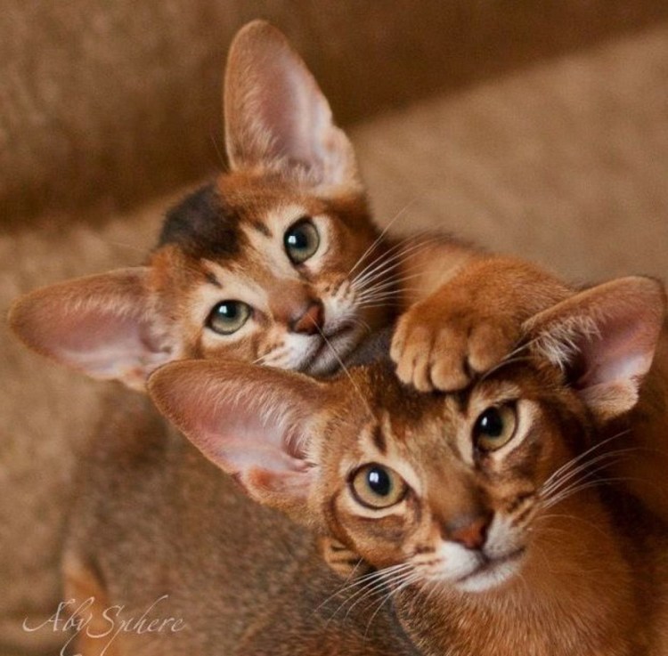 Бенгальский кот абиссинец