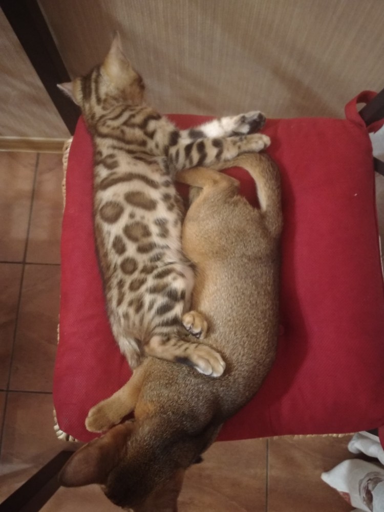 Абиссинский смесь бенгальский