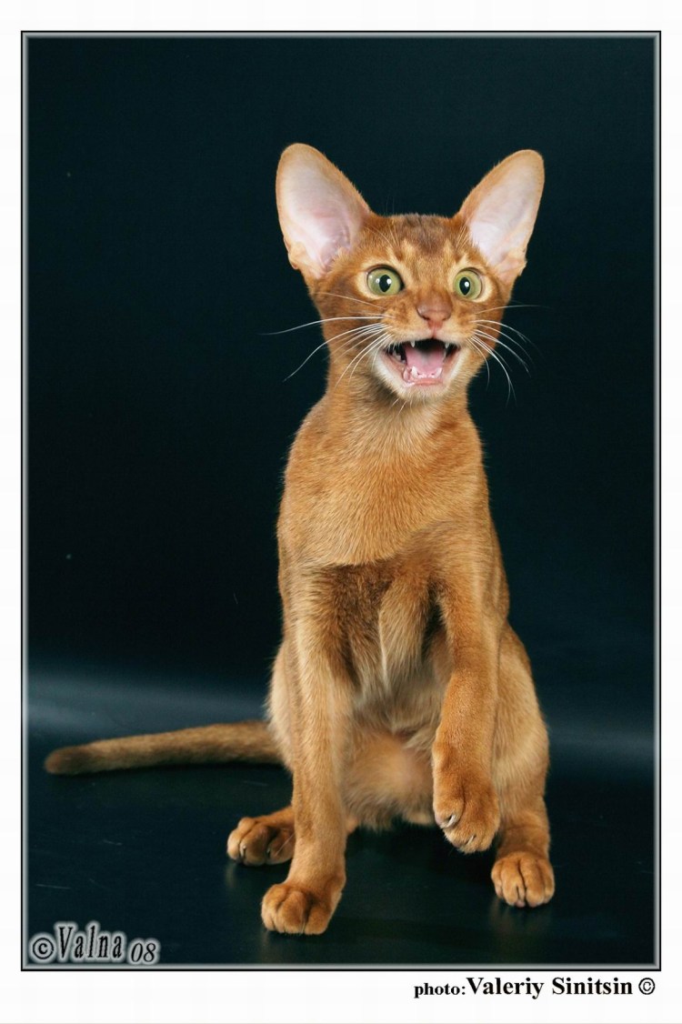 Бенгал гибрид кого