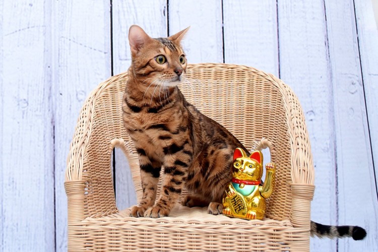 Абиссинская и тайская кошка метис